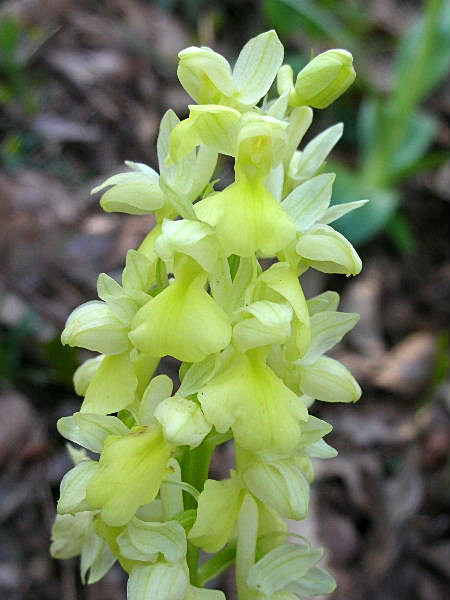 Orchis pallens